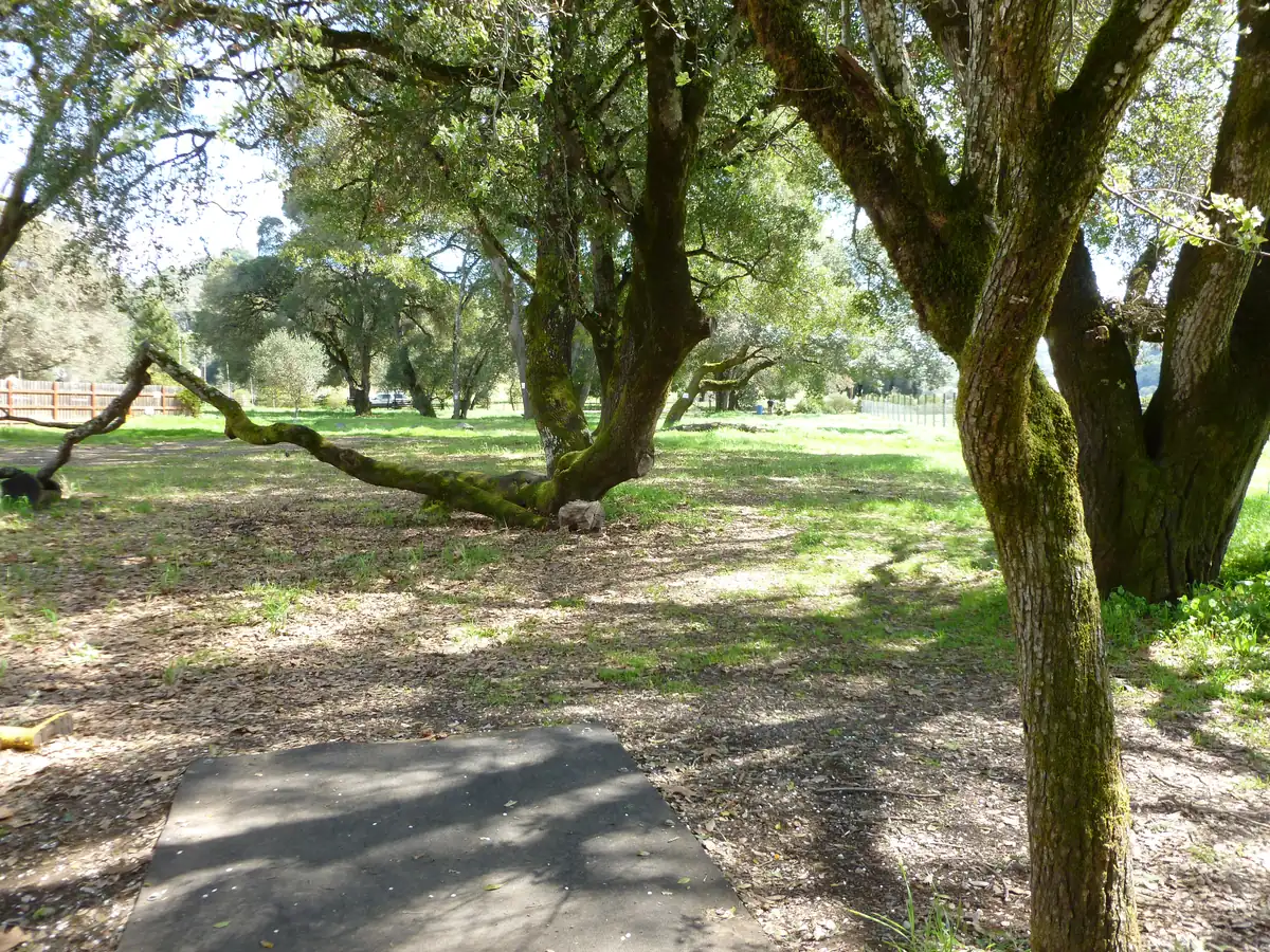 Hole 18 at the Anderson Valley Brewing disc golf course in Boonville, CA
